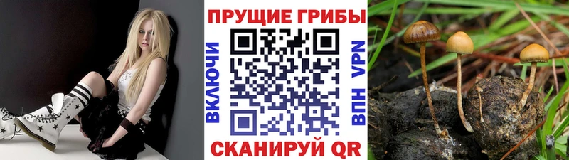 где можно купить   blacksprut сайт  Псилоцибиновые грибы прущие грибы  Салаир 